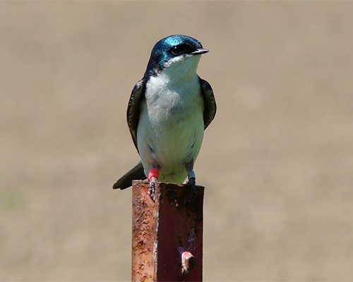 Personality, Stress Profiles & Fitness in Eastern Bluebirds and Tree Swallows