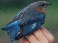 Female bluebird