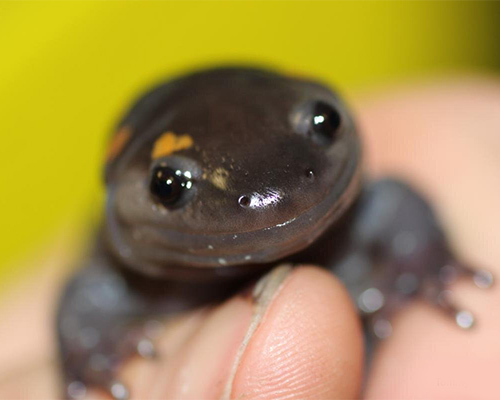 Polymorphism, Selection & Conservation in local Salamanders